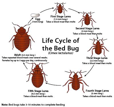 Bed Bug Exterminator NYC