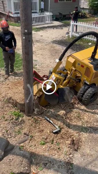 Vasquez Tree Service NC