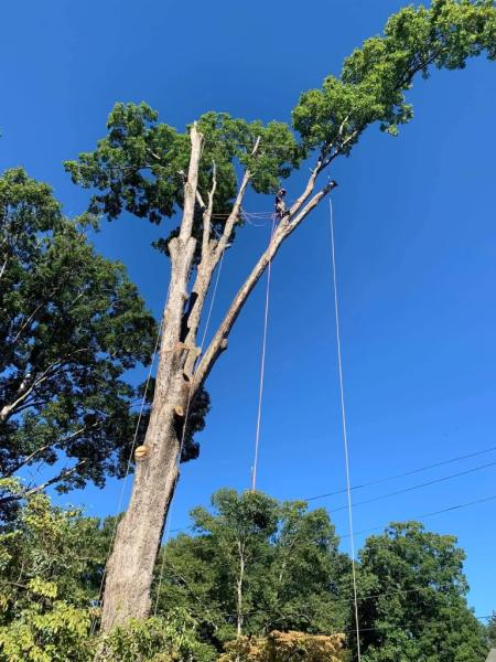 Vasquez Tree Service NC