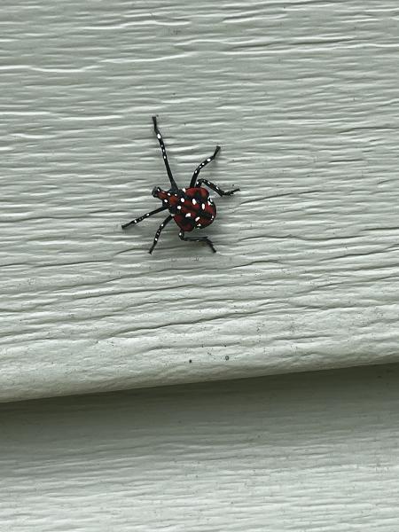 Warrior Pest