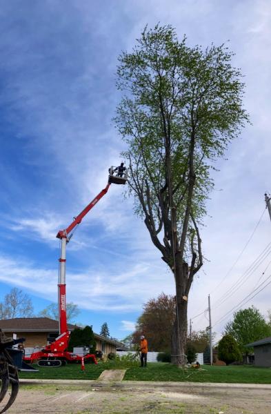 Fischer Tree & Stump Removal