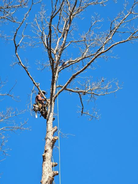 Tree-Rific Tree Service