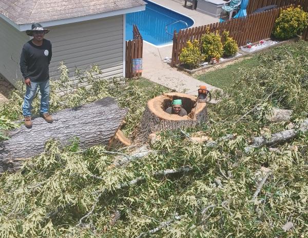 Easy Tree Service