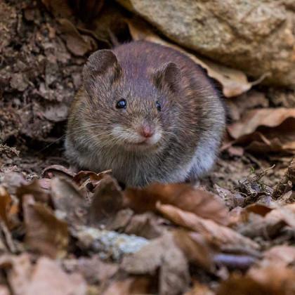 Bugzout Pest and Termite Control
