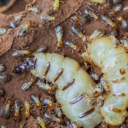 Bugzout Pest and Termite Control