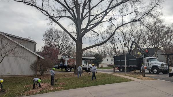 Ofilio Tree and Lawn Service LLC