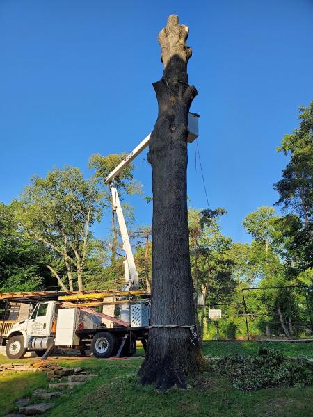 Ofilio Tree and Lawn Service LLC