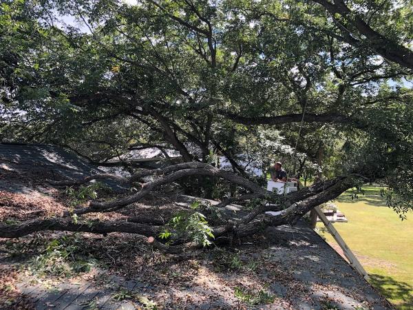 Compton Tree Experts