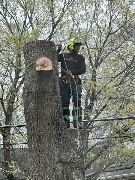 American Arborists LLC