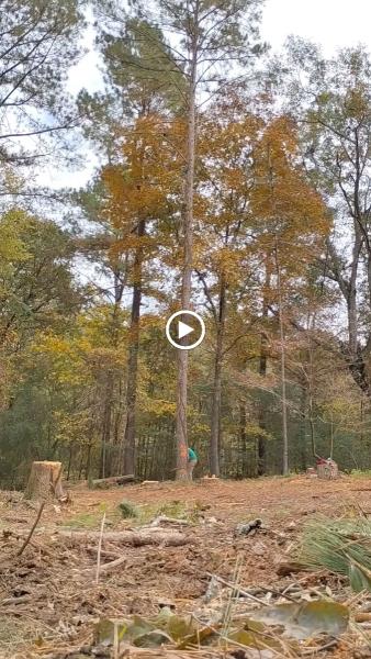 Silverleaf Tree Service