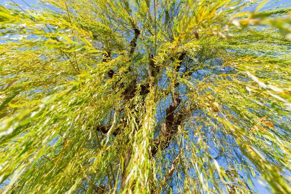 Robert W. Hendricksen Tree Care Co.