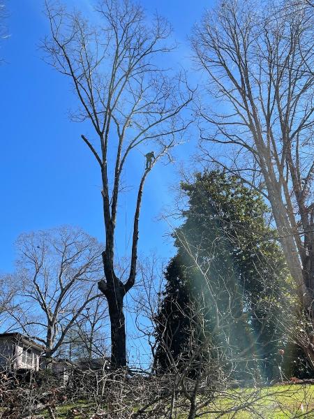Tree Crews