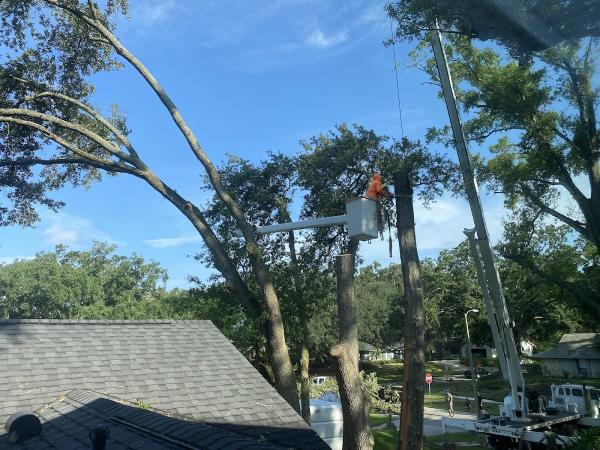 Jesse Scotts Tree Service