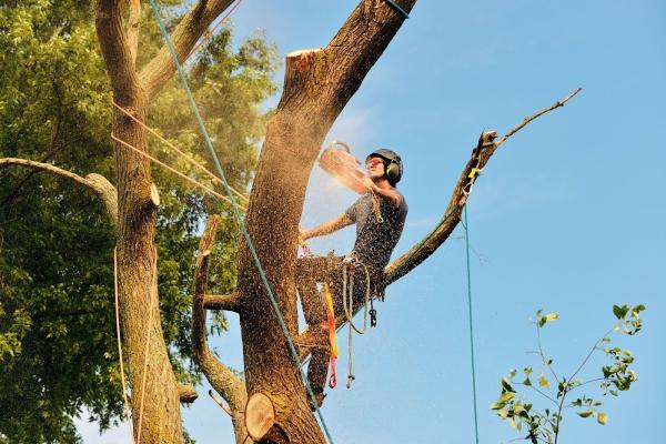 JRD Landscaping & Tree Service
