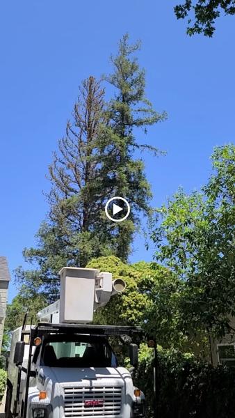 Arborn Tree Care