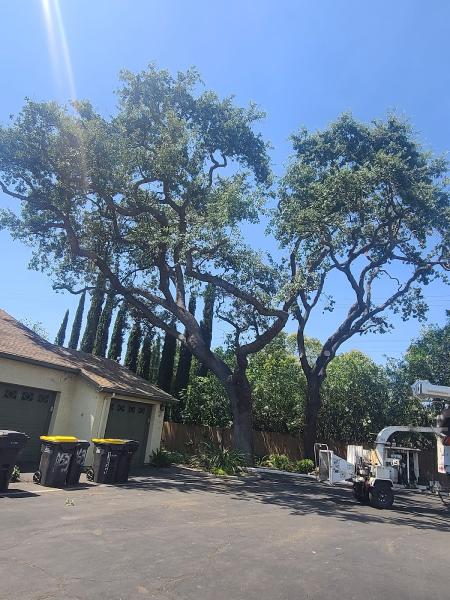 Arborn Tree Care