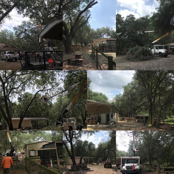 Costas Tree Service