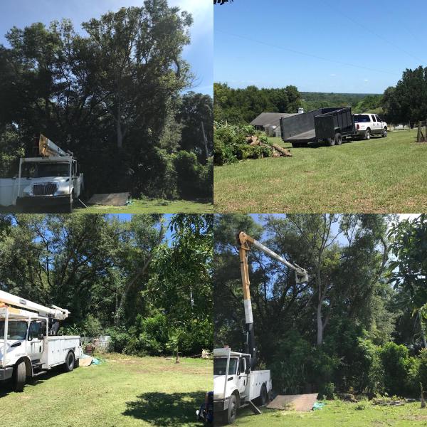 Costas Tree Service