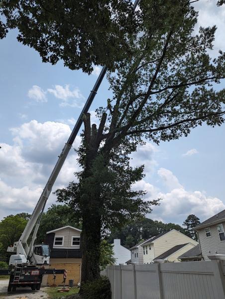 Scott Lanes Tree Service