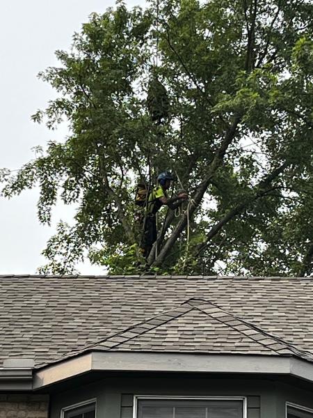 Blue Ribbon Pruning