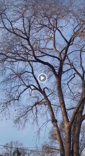 Blue Ribbon Pruning
