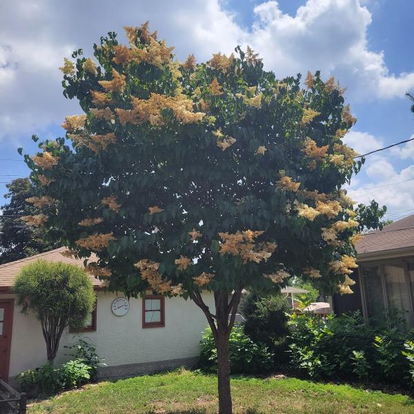 Blue Ribbon Pruning