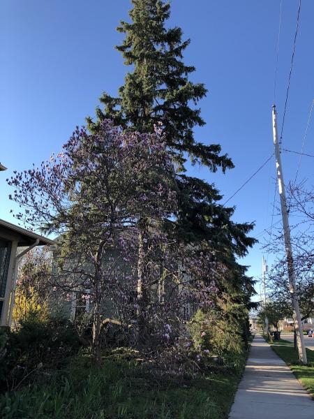 Gauger Tree Care LLC