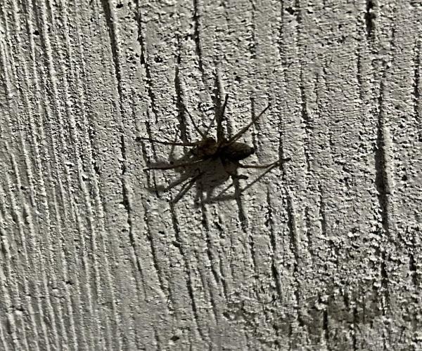 Prominent Pest Solutions