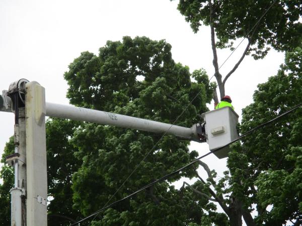 National Tree Care Llc.