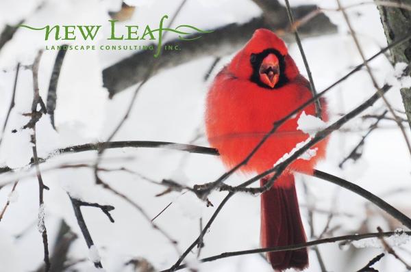 New Leaf Landscape Consulting