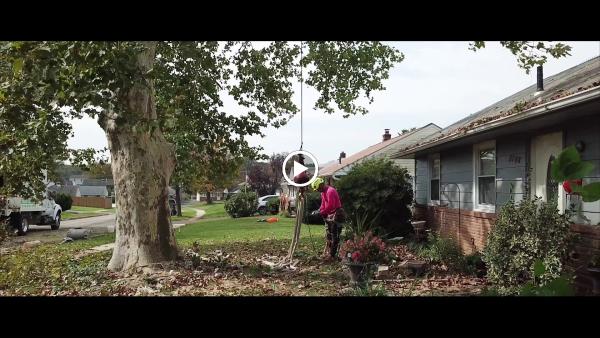 All the Above Tree Service