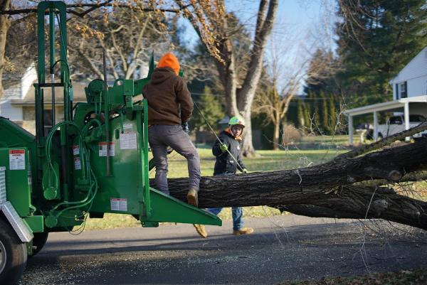 All the Above Tree Service