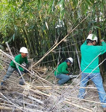 California Green Tree Care Inc.