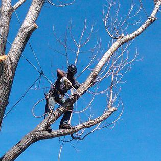 Limb Walkers Tree Service