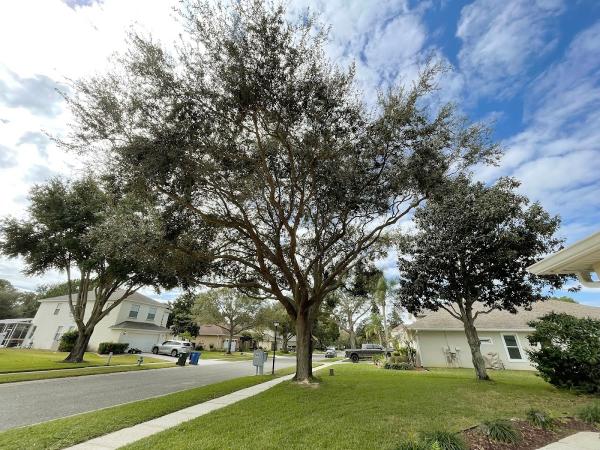 The Sunbelt Tree Service LLC
