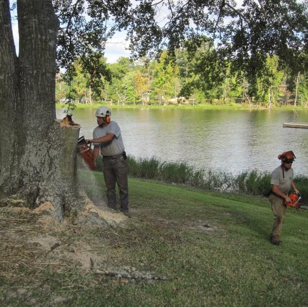 Alpha Tree Services LLC