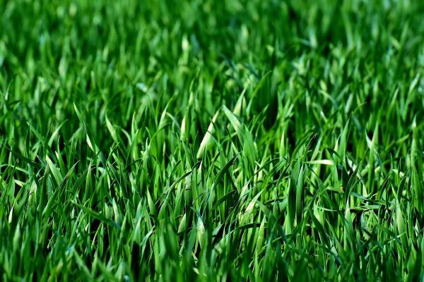 A & A Landscaping Services