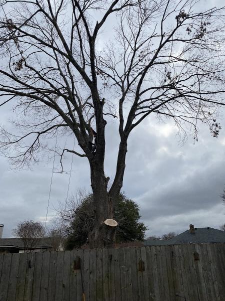 Poncho & Friends Tree Services