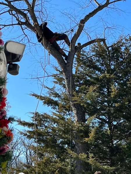 Johnke Tree Service