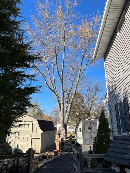 Johnke Tree Service