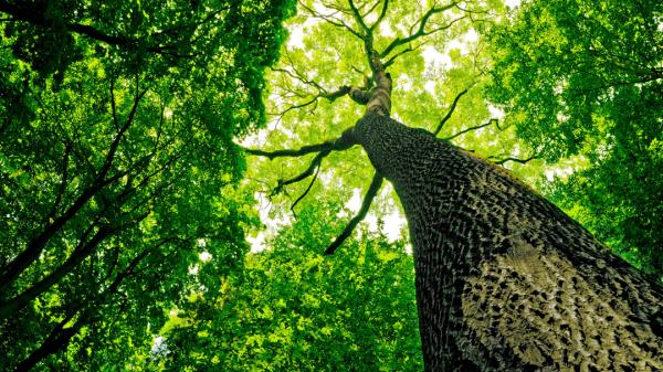 Isaac's Tree Service
