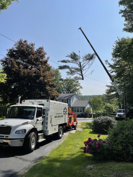 Tall Tree Landscape LLC