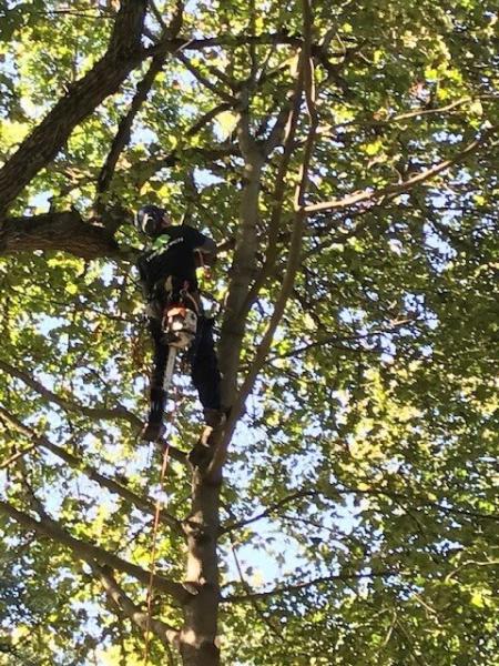 Tree Tech Inc