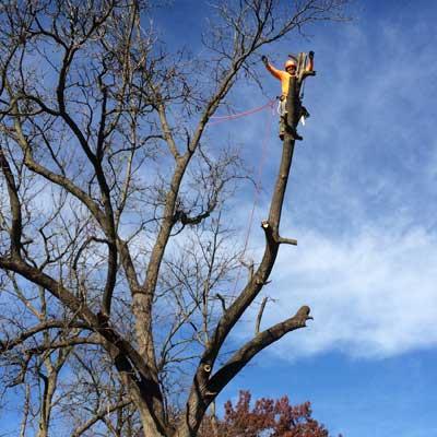 Mark's Tree Care
