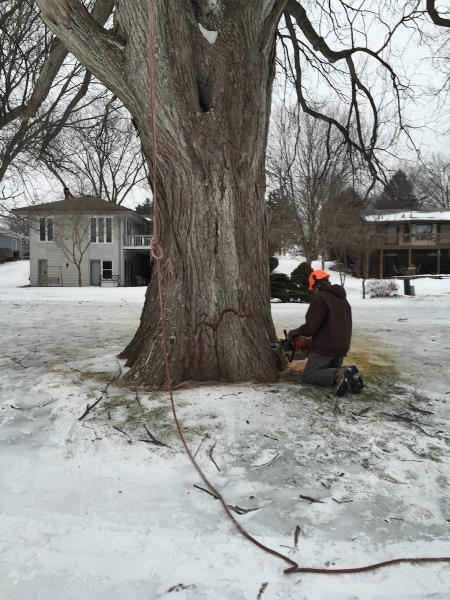 Mark's Tree Care