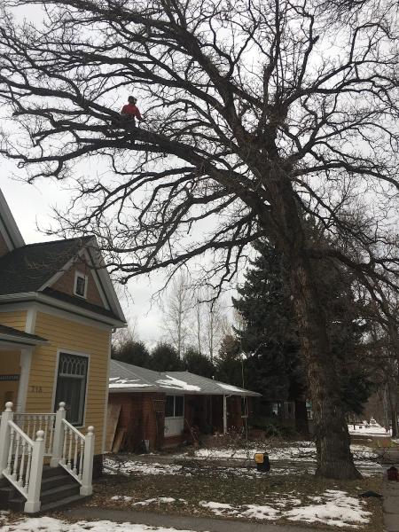 DH Tree Service LLC