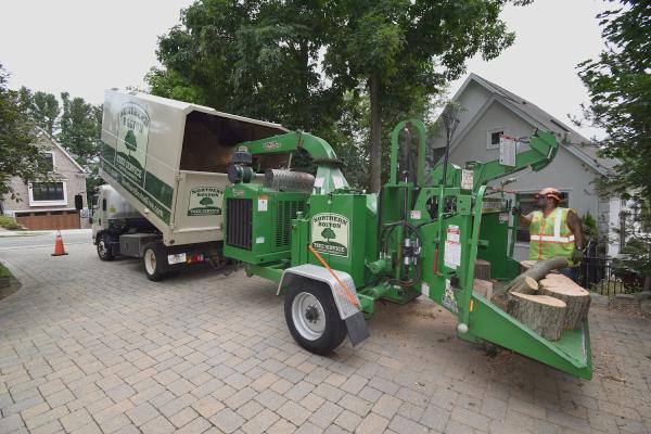 Northern Boston Tree Service