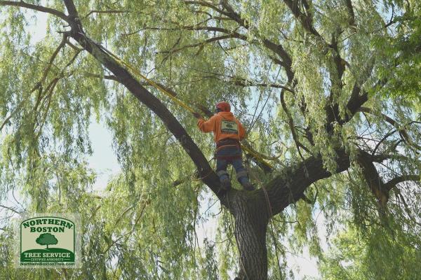 Northern Boston Tree Service