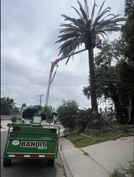 Arce's La Mesa Tree Service