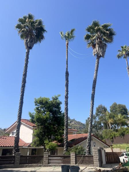 Arce's La Mesa Tree Service